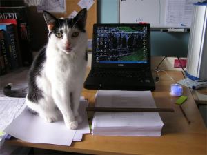 Cat sitting on the manuscript