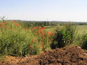 View across sunlit valley with poppies in foreground