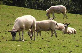 Grazing sheep