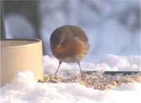 Robin on bird table in the snow