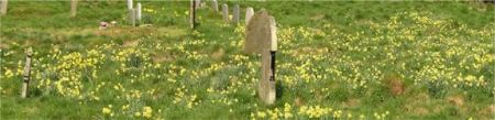Photo of daffodils in graveyard