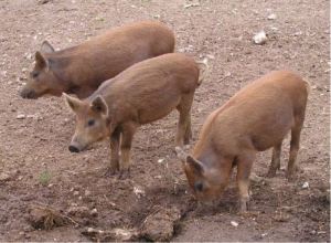 Three crossbreed piglets