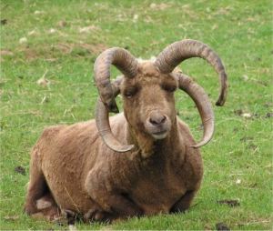 Manx Loughtan ram with four horns