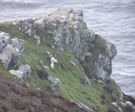 Sheep on steep crags overlooking sea