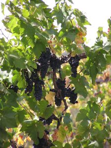Grapes on vine